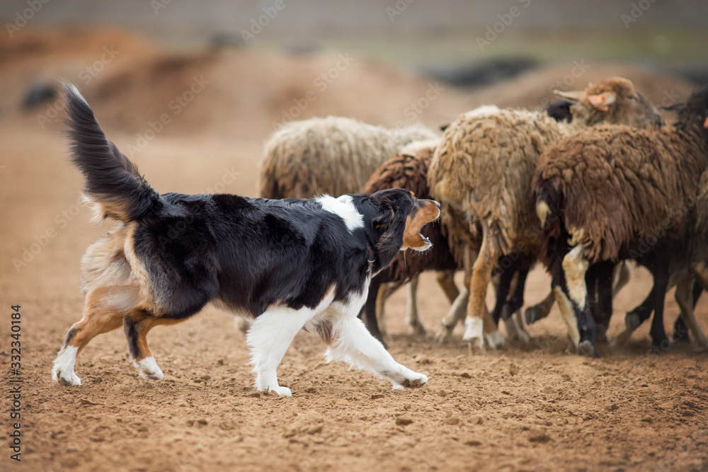 Australian Shepherd Grazing Sheep Australian Shepherd Grazing Sheep