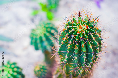 San pedro cactus.
