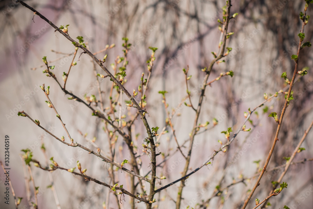 Early spring currant bush in garden. Gardening concept Early spring currant bush in garden. Gardening concept