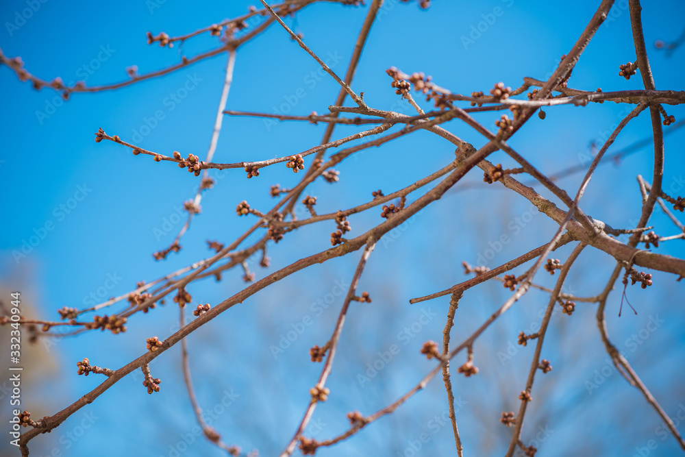 Early spring sweet cherry tree in garden. Gardening concept Early spring sweet cherry tree in garden. Gardening concept