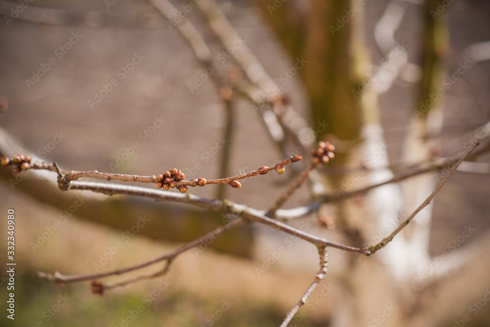 Early spring sweet cherry tree in garden. Gardening concept Early spring sweet cherry tree in garden. Gardening concept