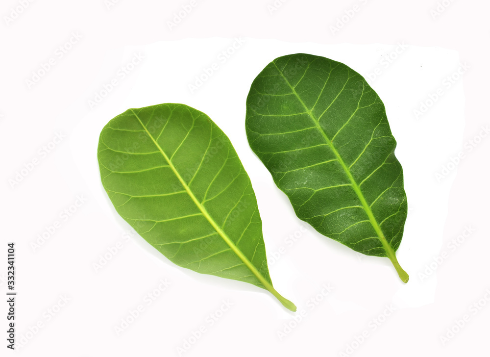 Obraz premium green leaf isolated on white background