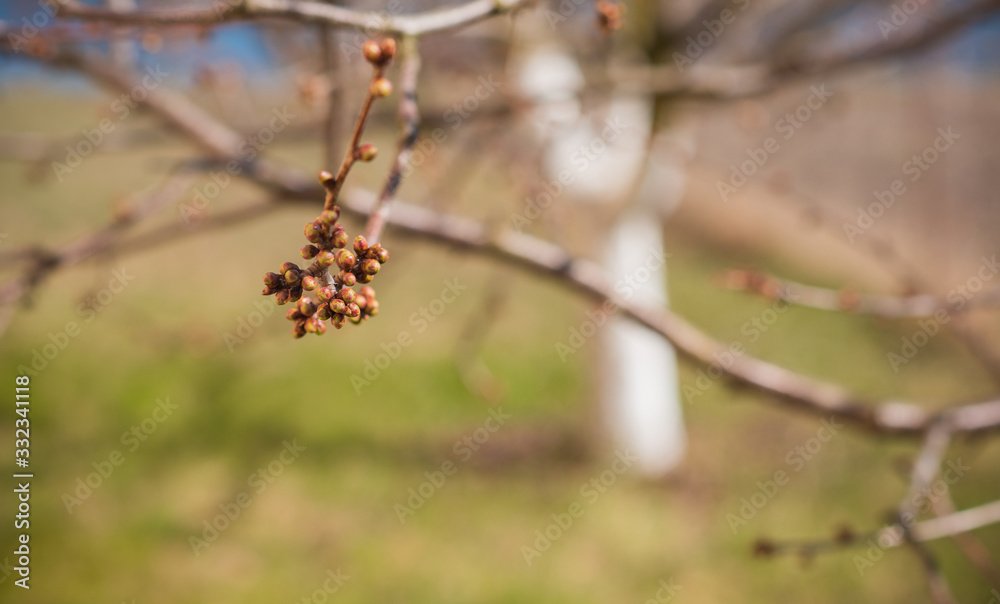 Early spring sweet cherry tree in garden. Gardening concept Early spring sweet cherry tree in garden. Gardening concept