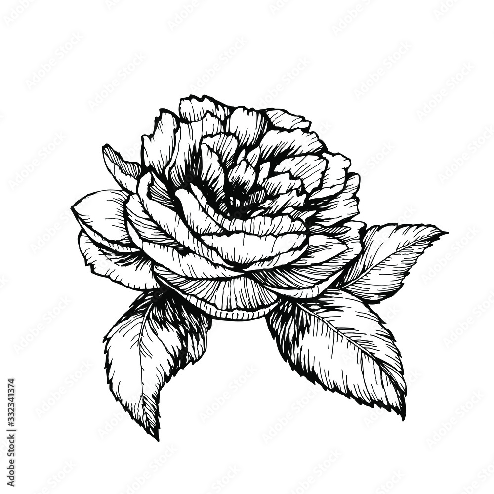 Fototapeta premium Wild peony, rose flower with petals and leaves. Hand drawn ink line art stock vector illustration isolated on white background. Design for tattoo and coloring book pages.