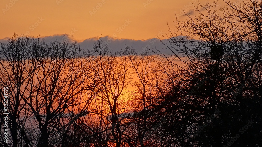 sunset in forest