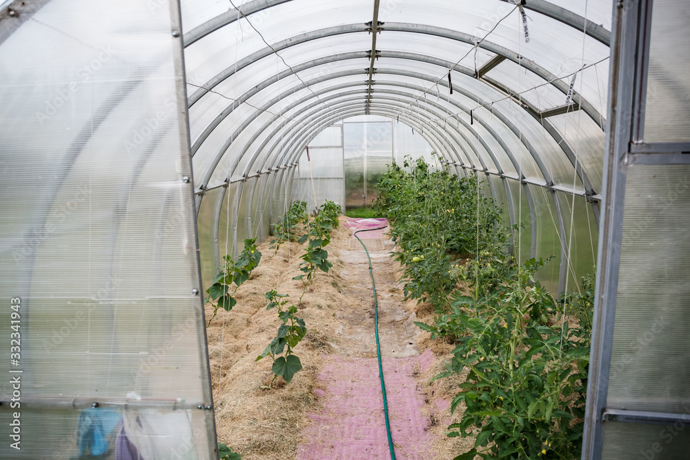 Cucumbers and tomatoes grow in a farm greenhouse Cucumbers and tomatoes grow in a farm greenhouse