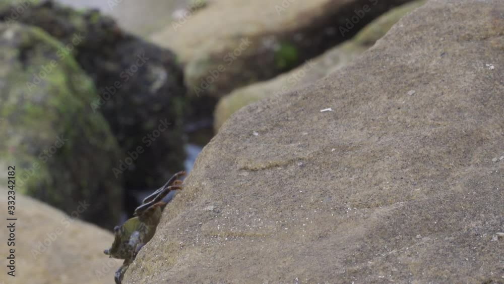 A single crab crawling on a rock by the sea - close up