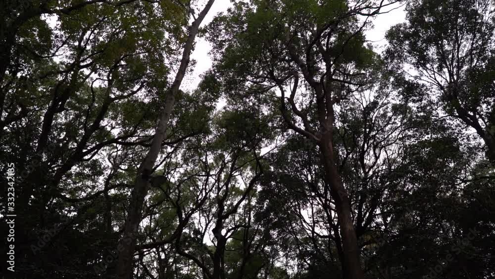 Silhouette Of Tall Lush Trees Under The Dramatic Sky In The Forest - Beautiful Nature Scenery - Low Angle Shot Silhouette Of Tall Lush Trees Under The Dramatic Sky In The Forest - Beautiful Nature Scenery - Low Angle Shot