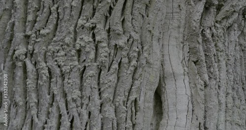 Closeup on ancient tree cortex - tilt photo