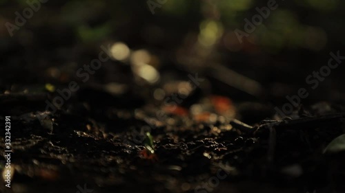 Leafcutter ant carrying a large leaf across the dark soil towards the camera while being illuminated by the sun from behind. Shot with a shallow depth of field on eye level with the ant. photo