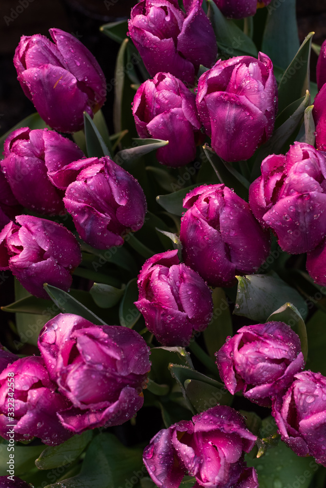 Spring background with purple tulips Spring background with purple tulips