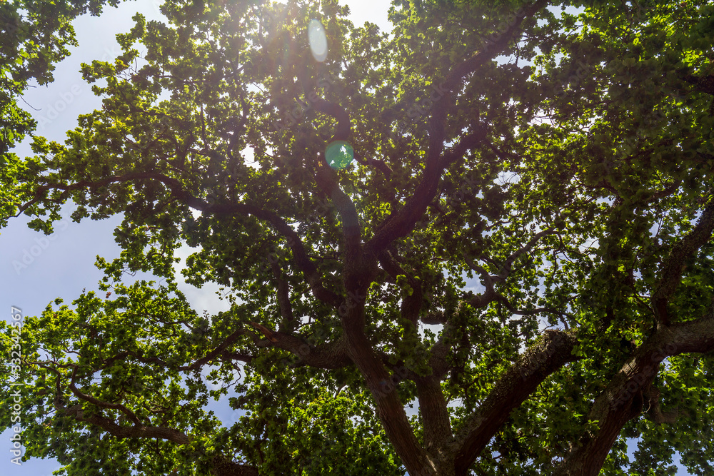 Sun through tall tree in Auckland, New Zealand Sun through tall tree in Auckland, New Zealand