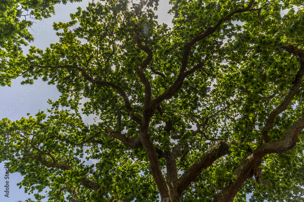 Sun through tall tree in Auckland, New Zealand Sun through tall tree in Auckland, New Zealand