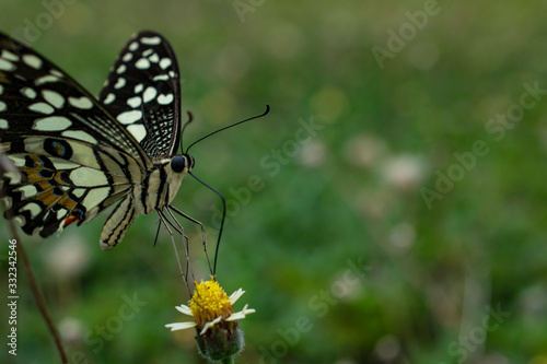 Butterfly on flower © Matthew