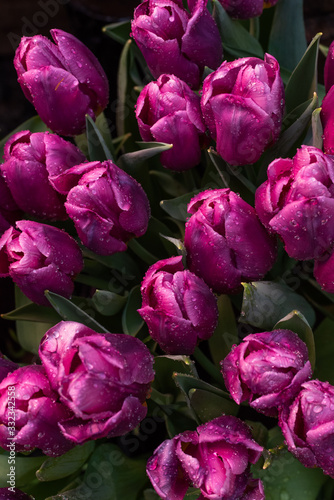 Spring background with purple tulips