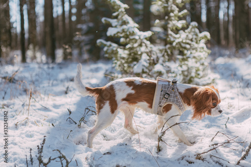 Fototapeta Naklejka Na Ścianę i Meble -  A cute white and brown king charles spaniel, standing in a snow covered woodland setting. Plays with the snow.
