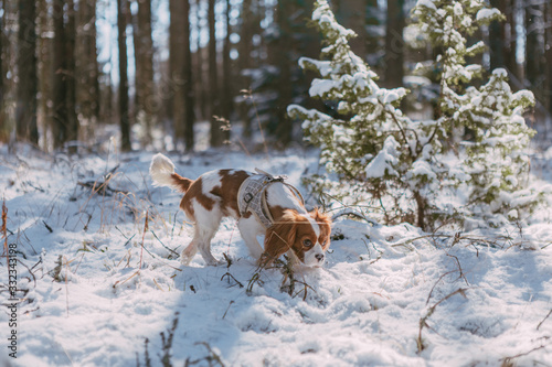 A cute white and brown king charles spaniel, standing in a snow covered woodland setting. Plays with the snow.
