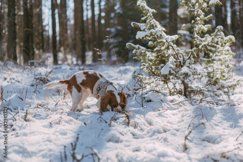 A cute white and brown king charles spaniel, standing in a snow covered woodland setting. Plays with the snow.