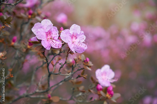 Closeup shot of Rhododendron dauricum flowers (popular names bagulnik; maralnik).
