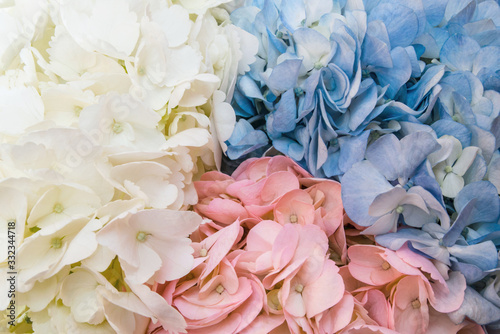 White, blue and pink hydrangea texture, close up view