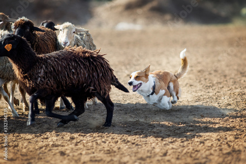 Welsh Corgi grazing sheep photo