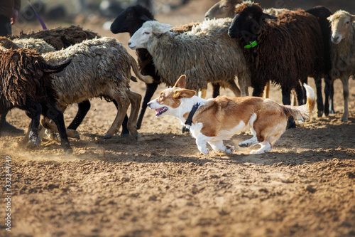 Welsh Corgi grazing sheep photo