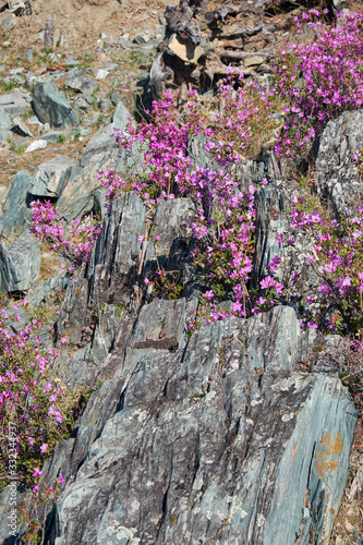 Mountain slopes covered by Rhododendron dauricum bushes with flowers  popular names bagulnik  maralnik .