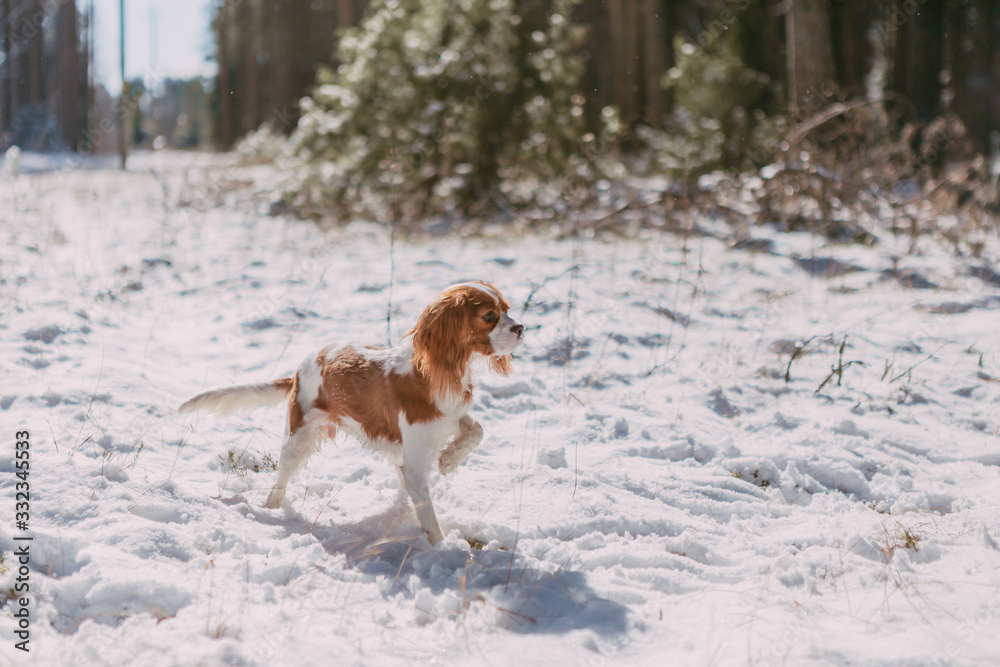A cute white and brown king charles spaniel, standing in a snow covered woodland setting. Plays with the snow. A cute white and brown king charles spaniel, standing in a snow covered woodland setting. Plays with the snow.