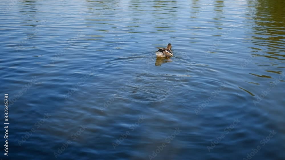 One beautiful duck swims in the lake in the summer. One beautiful duck swims in the lake in the summer.