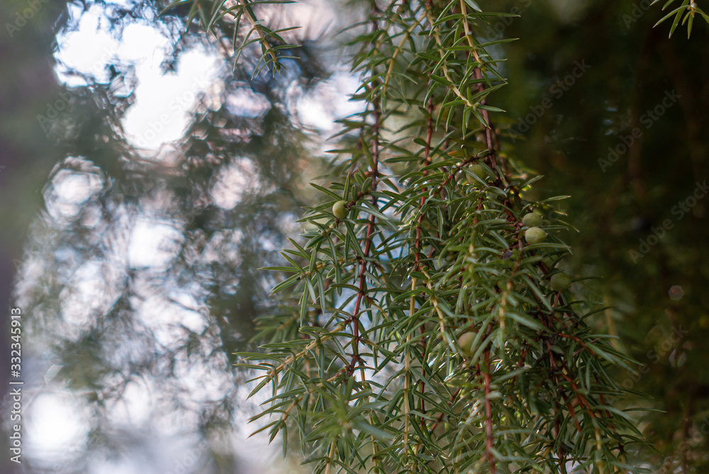Obraz premium Juniper branches and berries, illuminated by the sun. Coniferous background with green and white bokeh