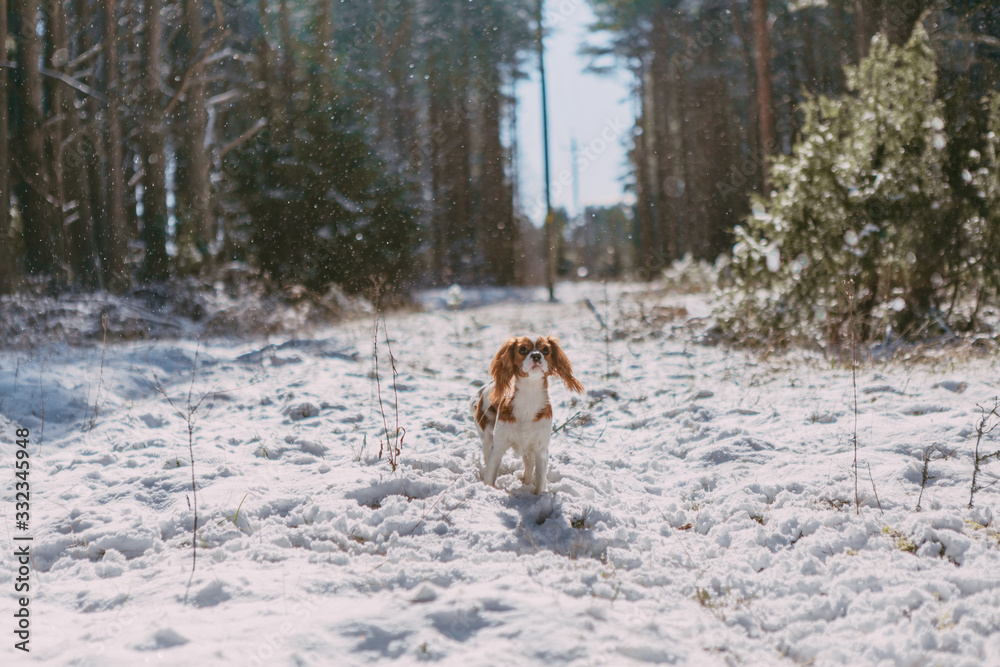 A cute white and brown king charles spaniel, standing in a snow covered woodland setting. Plays with the snow. A cute white and brown king charles spaniel, standing in a snow covered woodland setting. Plays with the snow.