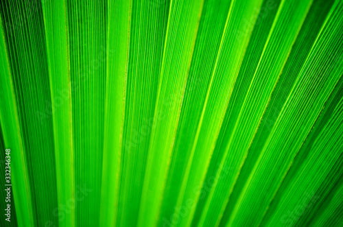 fan palm tree leaf natural floral abstract background