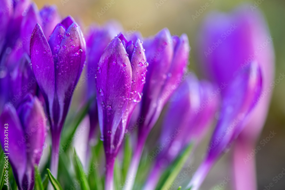Beautiful violet spring crocus after spring rain. Saffron in the garden on the lawn - obrazy, fototapety, plakaty 