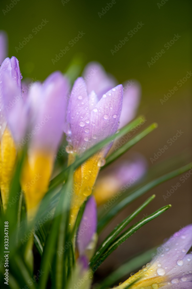 Fototapeta premium Beautiful violet spring crocus after spring rain. Saffron in the garden on the lawn