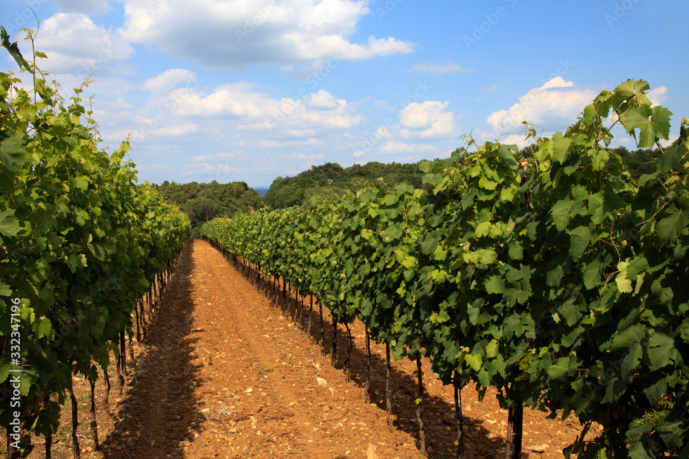 Tavarnelle Val di Pesa (FI),  Italy - April 21, 2017: Chianti vineyards, wine grapes growing in Tavarnelle Val Di Pesa, Chianti Region, Tuscany, Italy.