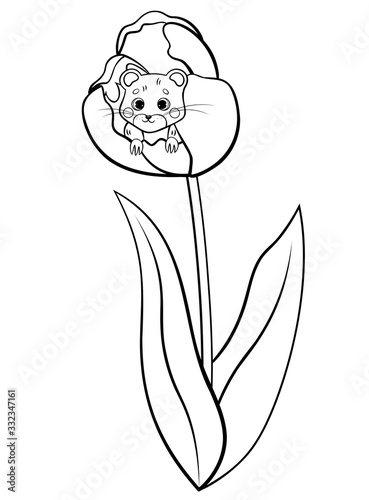Coloring page outline of cute cartoon forest vole or mouse with flower tulip. Vector image isolated on white background. Coloring book of forest wild animals for kids