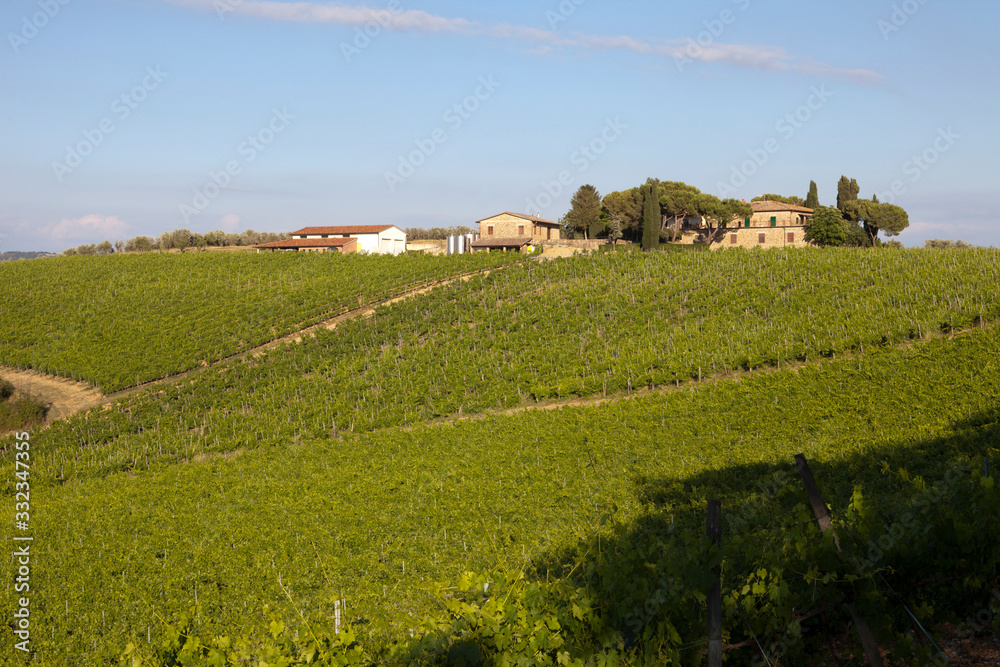 Tavarnelle Val di Pesa (FI),  Italy - April 21, 2017: Chianti vineyards, wine grapes growing in Tavarnelle Val Di Pesa, Chianti Region, Tuscany, Italy