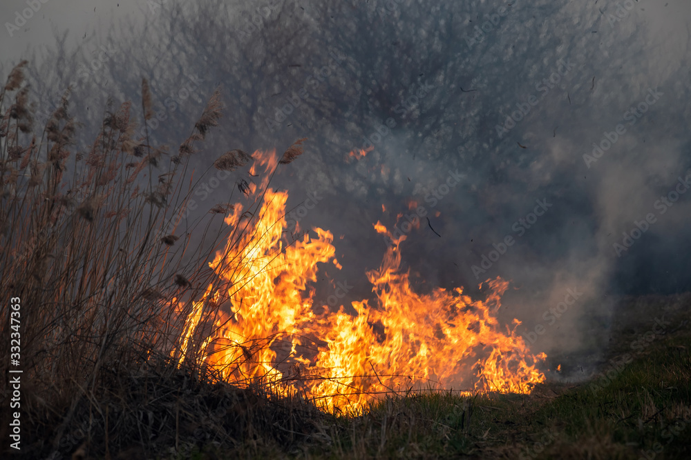 Wind blowing on a flaming grass during a wild fire Wind blowing on a flaming grass during a wild fire
