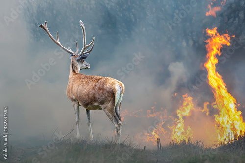 Photography Deer on a background of burning forest