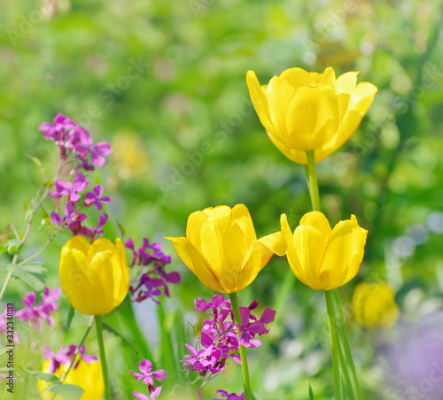 Fototapeta Naklejka Na Ścianę i Meble -  Beautiful yellow tulips on green bokeh background