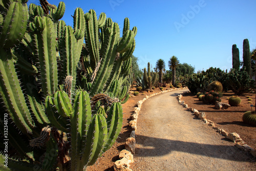 Wallpaper Mural Ses Salines, Majorca / Spain - August 22, 2016: Cactus garden at island Majorca, Botanicactus garden, Jardi­n Botanico, Ses Salines, Mallorca, Balearic Islands, Spain. Torontodigital.ca