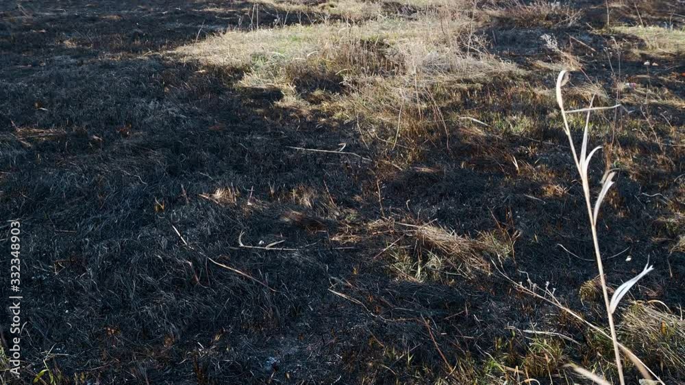 Scorched earth, spring prairie fires. Wheat field with burnt grass. The consequences destruction of insects. Burning landing with trees. Extraordinary incident Scorched earth, spring prairie fires. Wheat field with burnt grass. The consequences destruction of insects. Burning landing with trees. Extraordinary incident