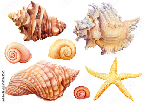 Watercolor set of seashells and starfish on an isolated white background, hand drawing, summer sea clipart