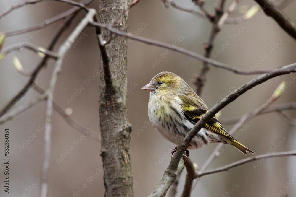 Eurasian siskin spinus spinus female sitting on branch of tree in sunny winter day. Cute little yellow songbird. Bird in wildlife. Eurasian siskin spinus spinus female sitting on branch of tree in sunny winter day. Cute little yellow songbird. Bird in wildlife.