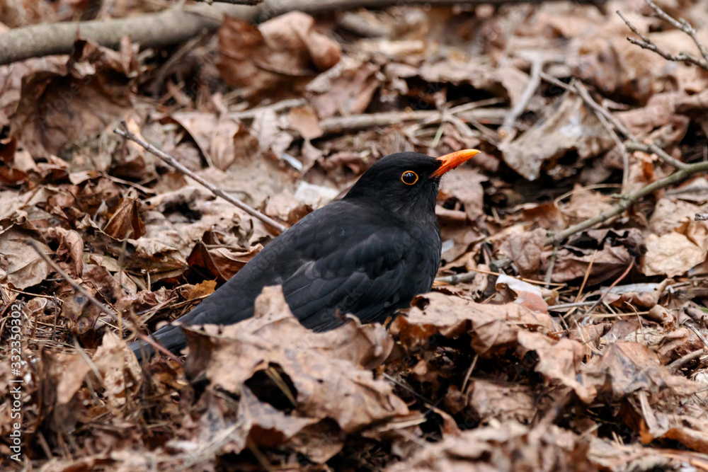 Common blackbird turdus merula male standing on ground in forest in early spring. Cute dark songbird in wildlife. Common blackbird turdus merula male standing on ground in forest in early spring. Cute dark songbird in wildlife.