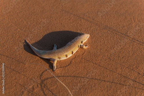 Desert sandfish (scincus, common skink) at the Erg Chebbi sand dunes in Morocco photo