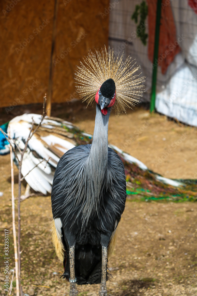 Fototapeta premium Black Crowned Crane or Kaffir Crane (Balearica pavonina) close-up