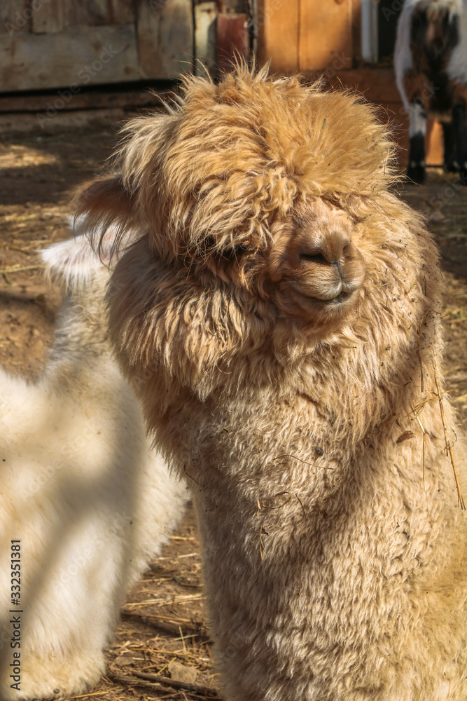 Cute alpaca baby in the barn close up Cute alpaca baby in the barn close up