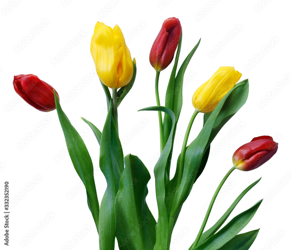 Beautiful bouquet of yellow and red tulips for gift on isolated background Beautiful bouquet of yellow and red tulips for gift on isolated background
