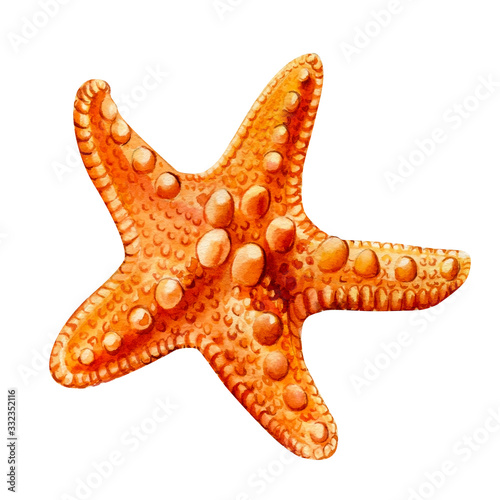 Photo starfish on an isolated white background, watercolor illustration
